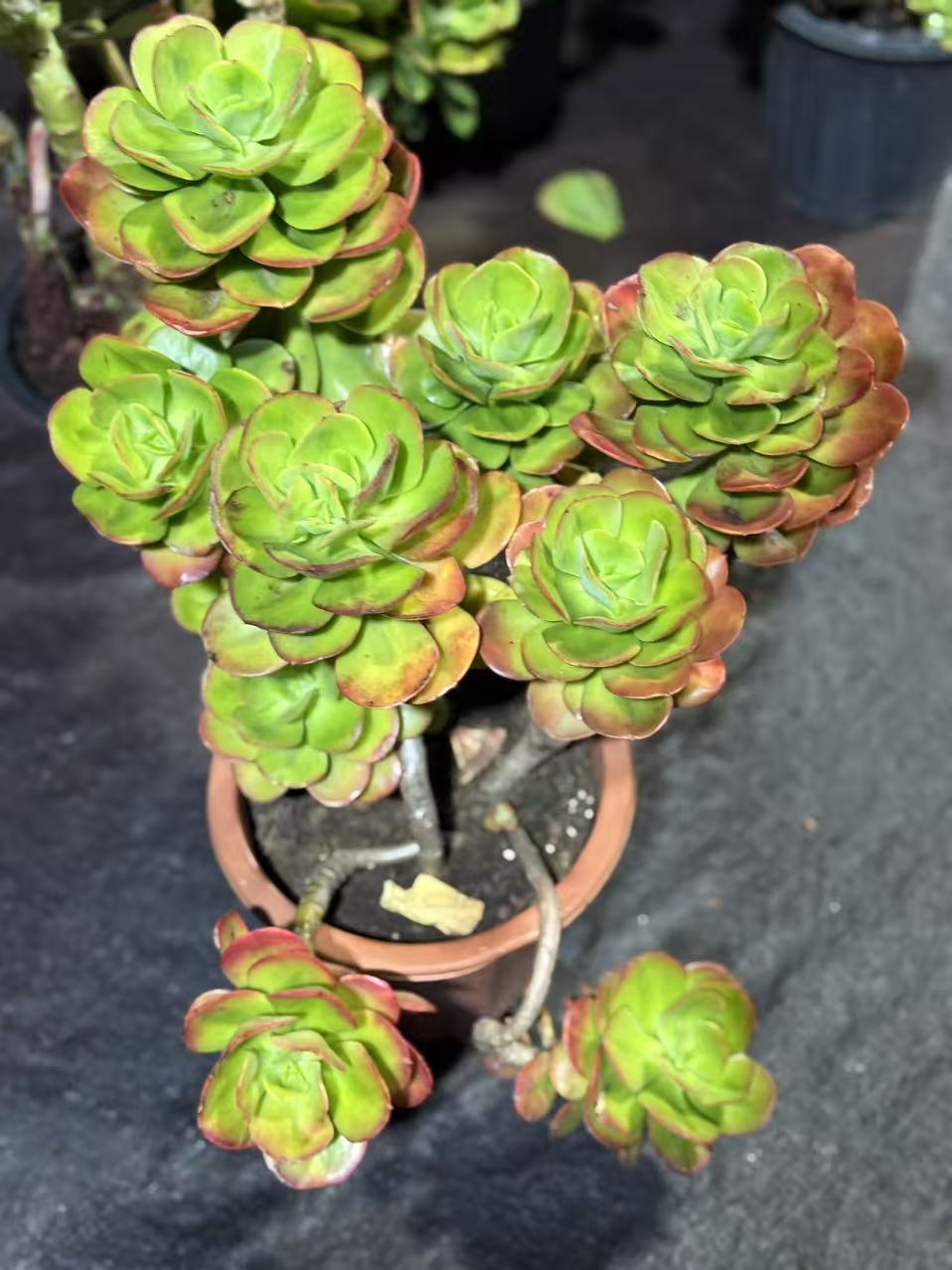 精品多肉   红梅