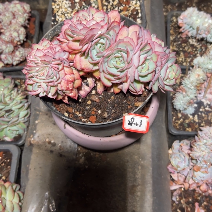 恋***云精品多肉植物老桩牡丹亭缀