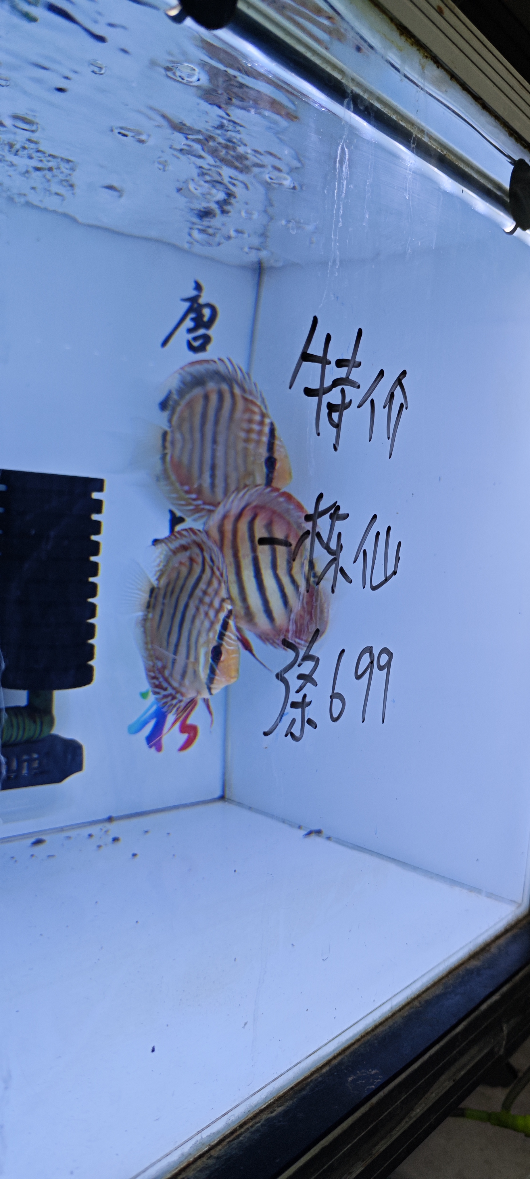 七彩神仙鱼一栋仙，10左右肉身