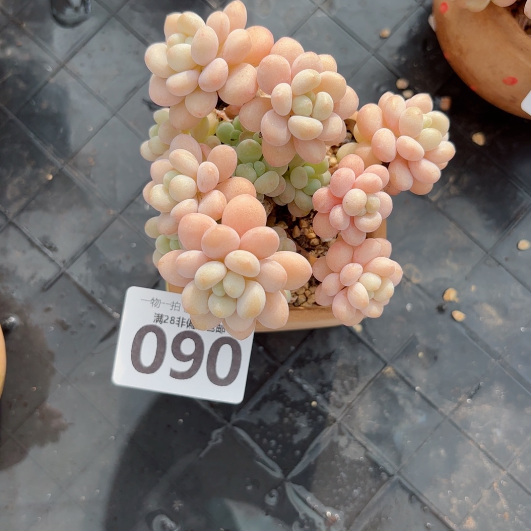 一****韩系洛可可无盆土发货