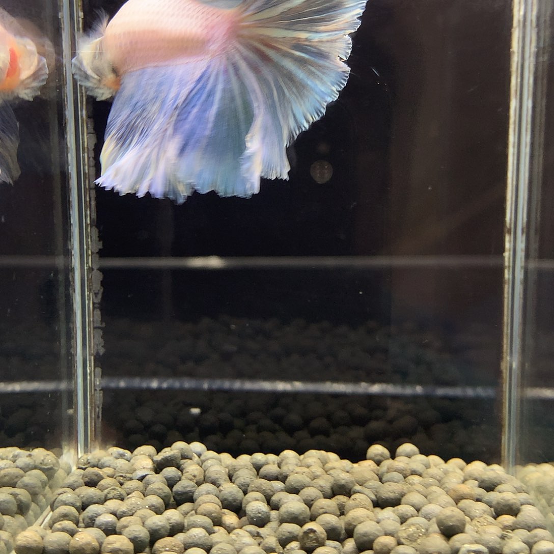 海水鱼七弟泰国斗鱼911