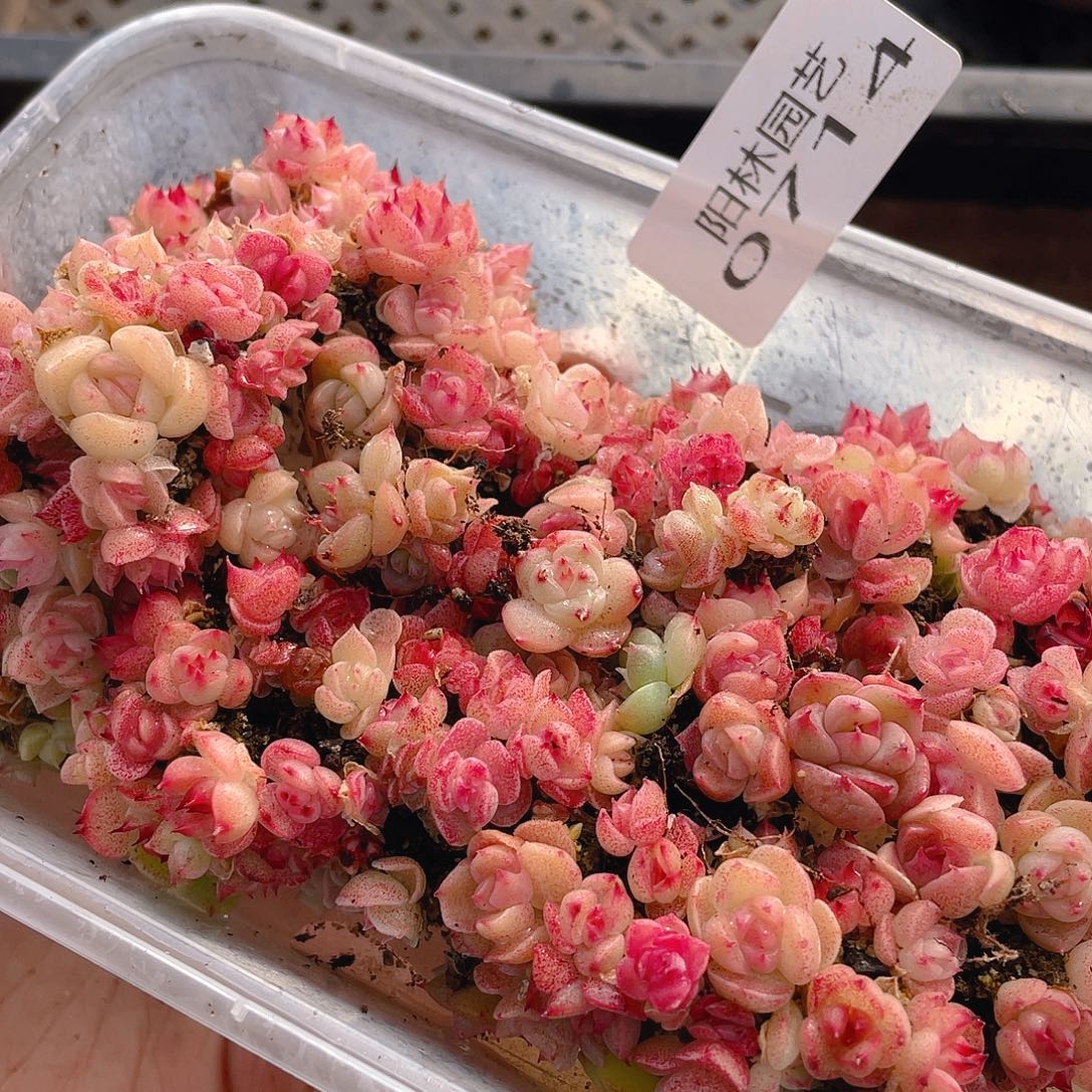 多肉植物多肉植物714