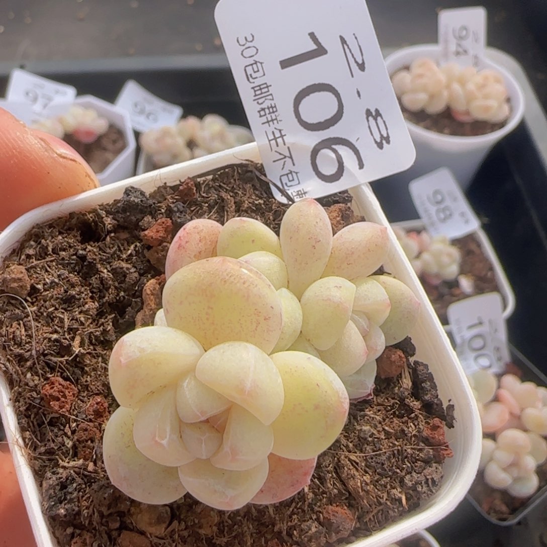 三头白体糖心冰玉一颗