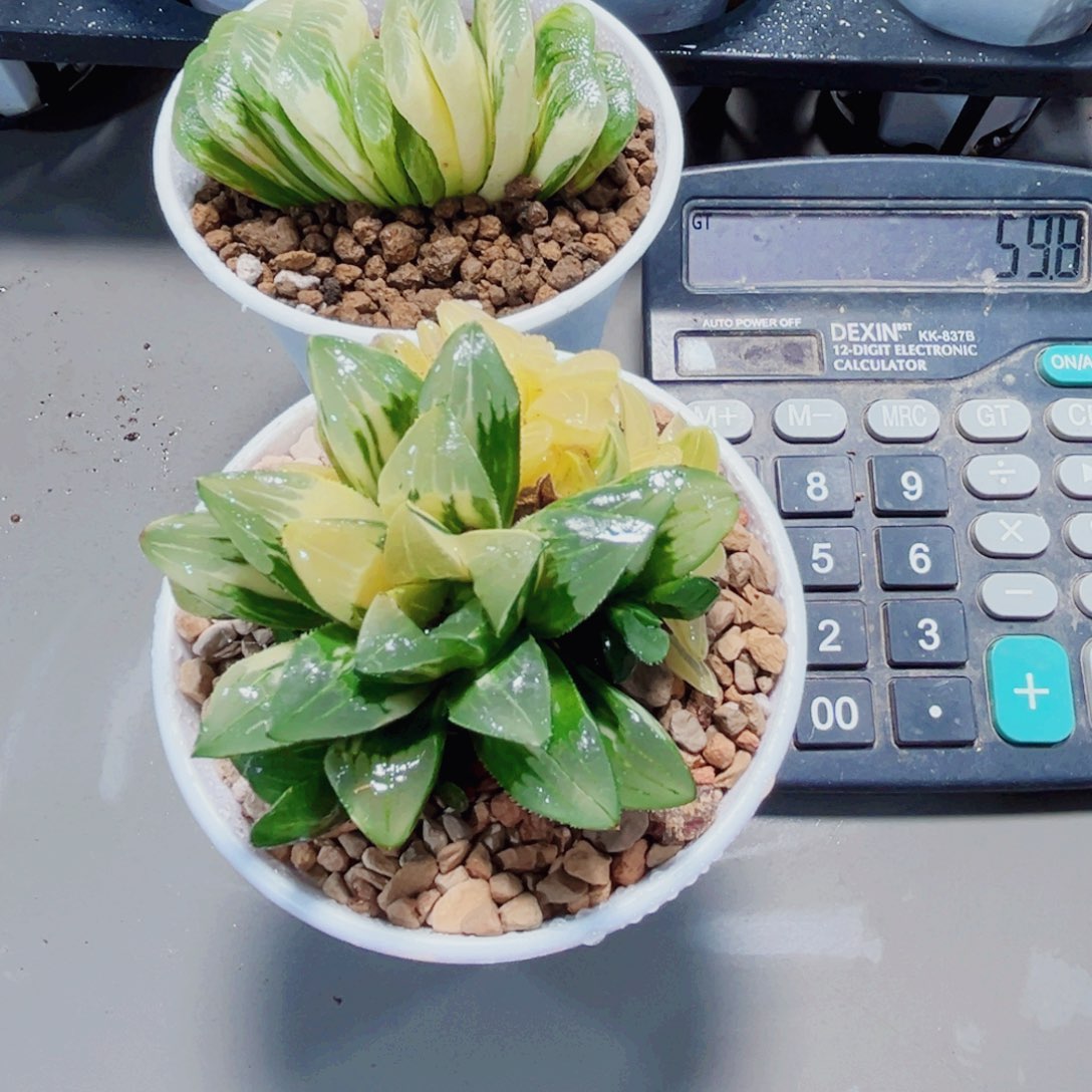 黑***热姬寿锦和翡翠玉扇锦