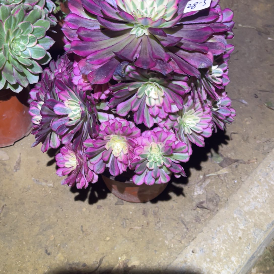 12-28-5红铜葫锦法师锦