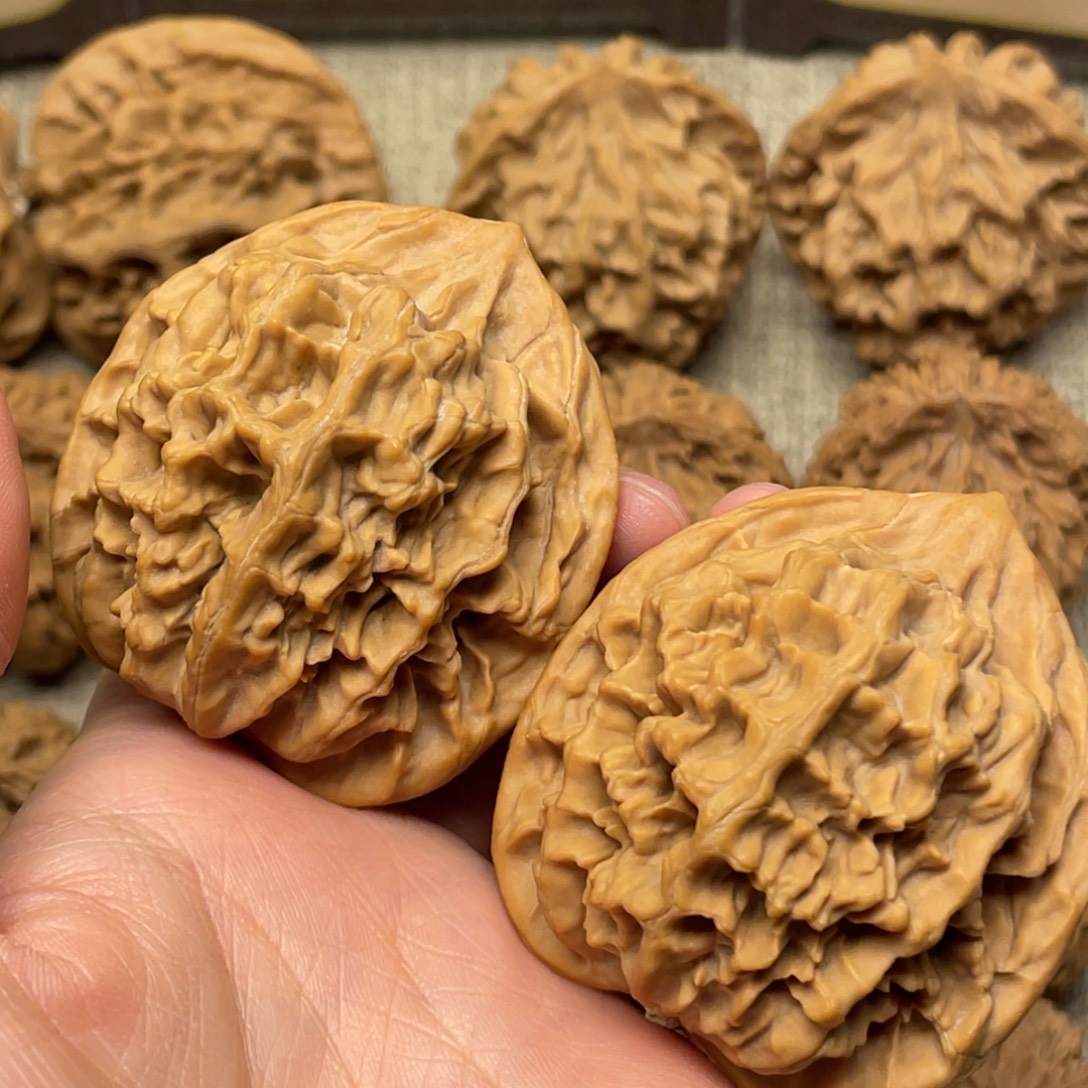 林***哥核桃秦岭核桃26号