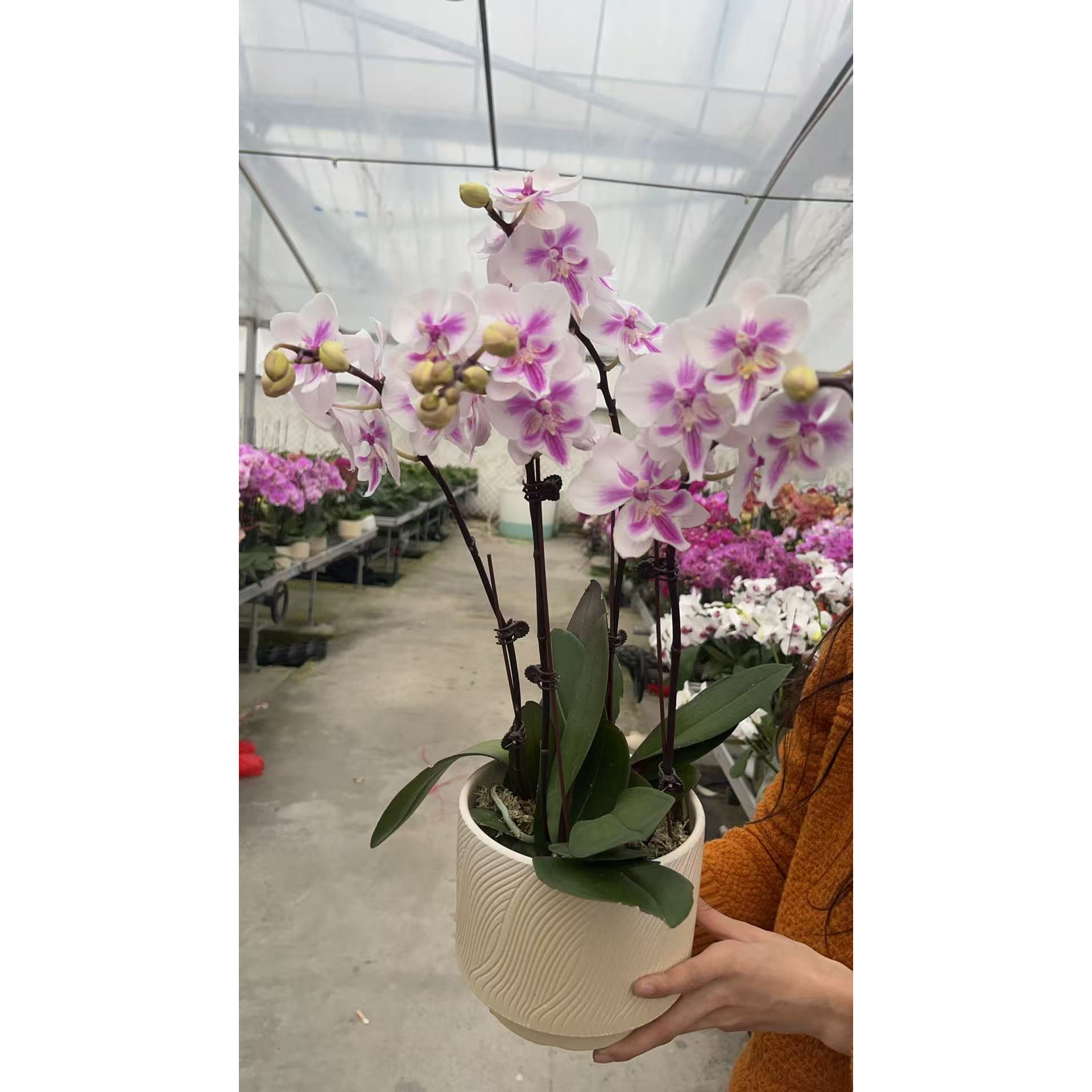 【阿雅组盆】蝴蝶兰大苗带花剑四季开花花期长室内浓香型绿植盆栽