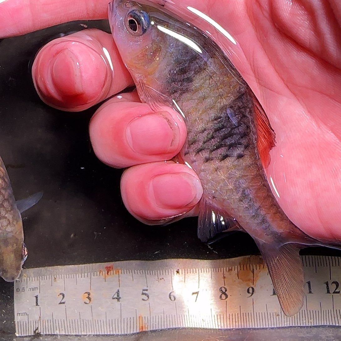 灯科鱼野邮555555