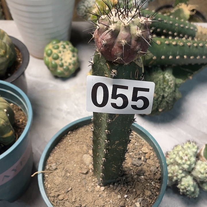 完全开放055黑王一个