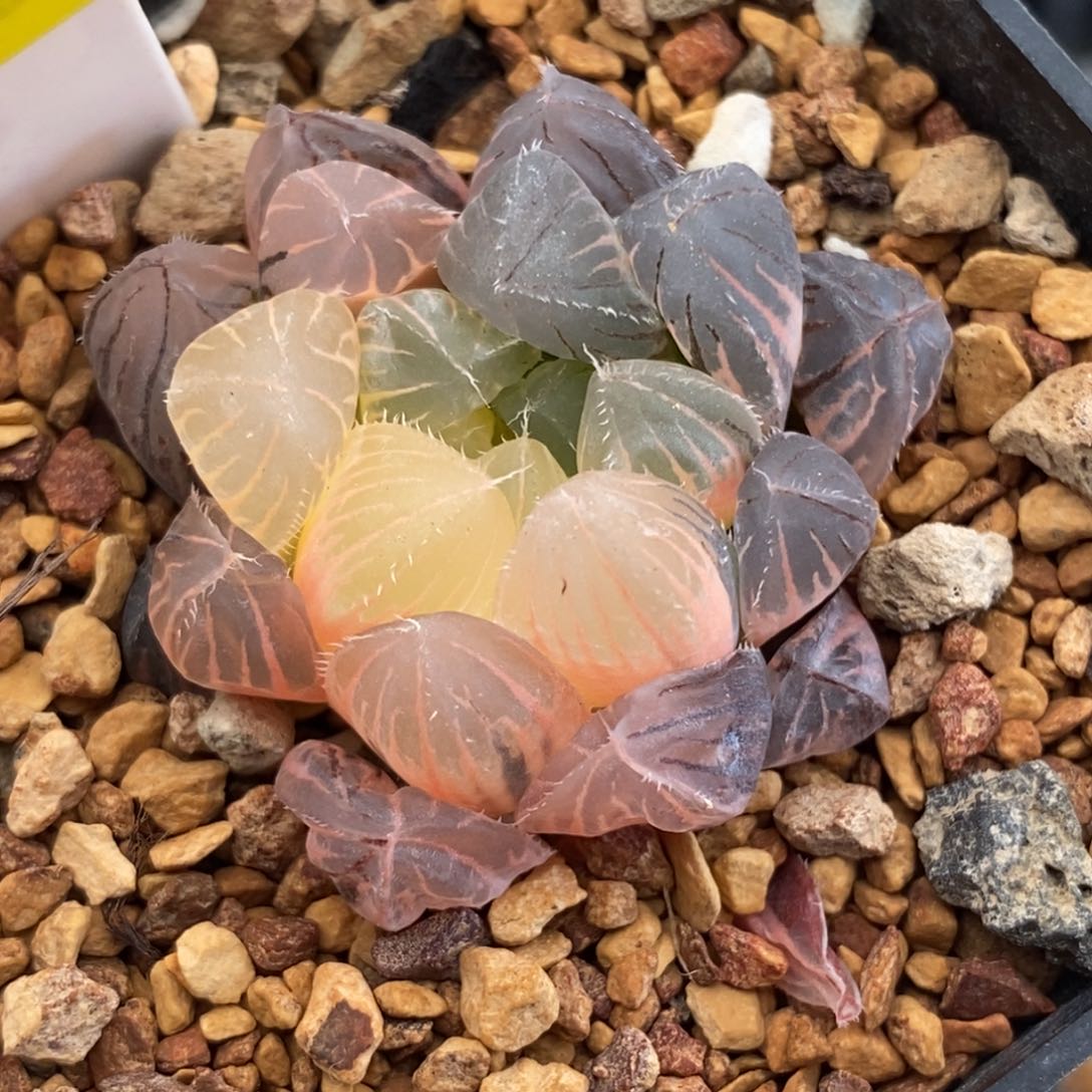 638玉露多肉植物提取物