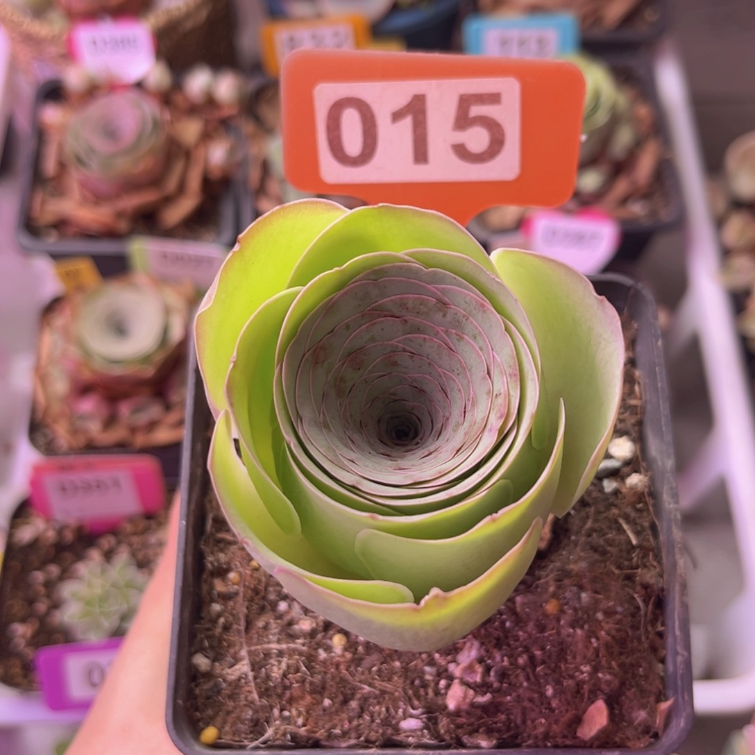 癡***?山地玫瑰单颗一物一拍015 裸根发