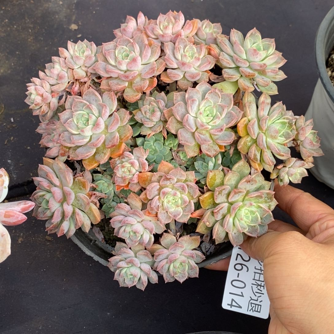 两单包邮1126-14小叶红粉