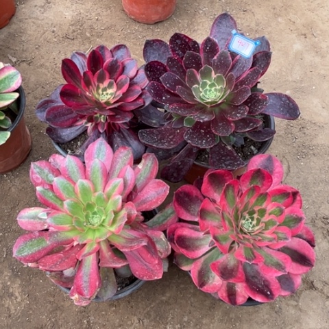 427多肉植物组合