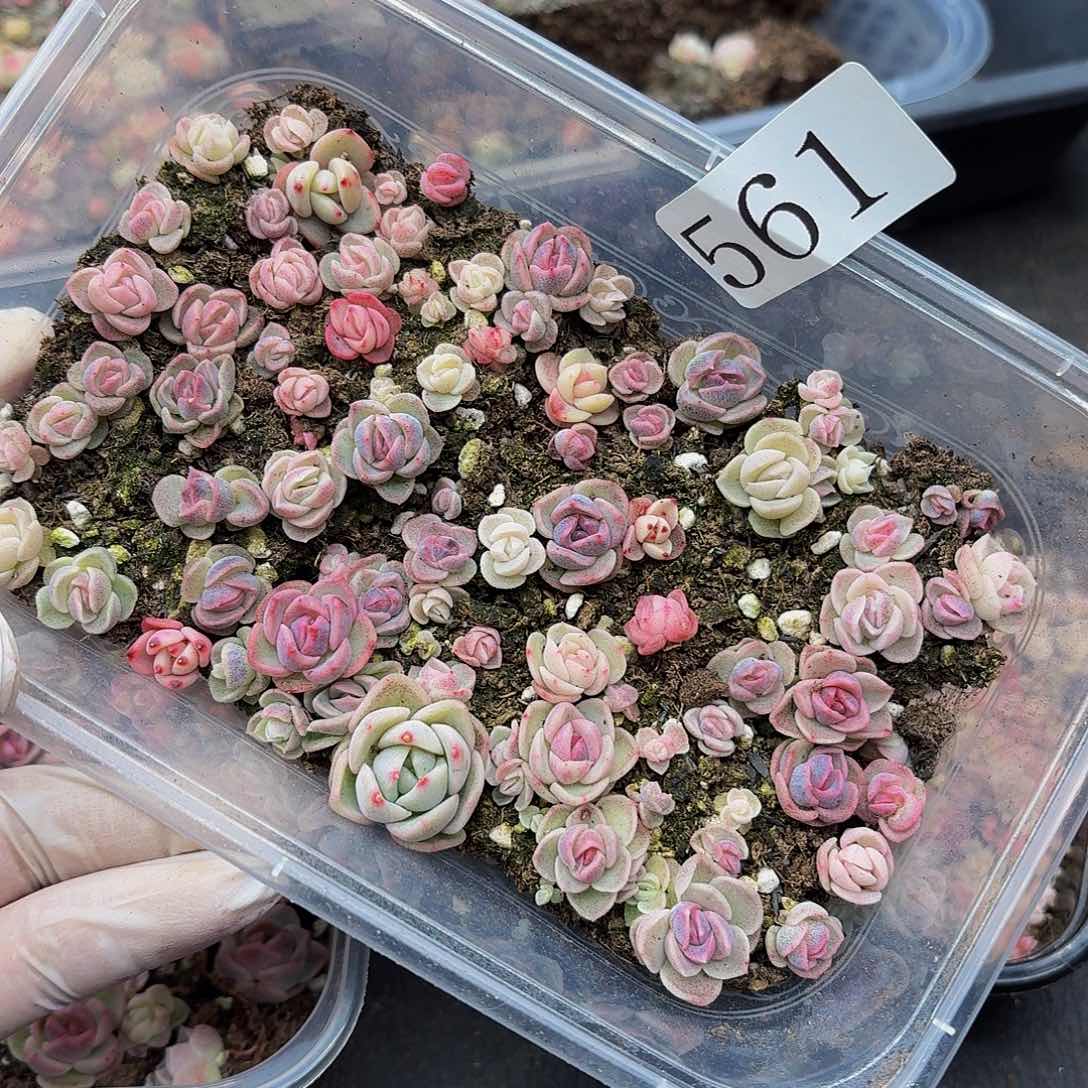 多肉植物多肉植物561