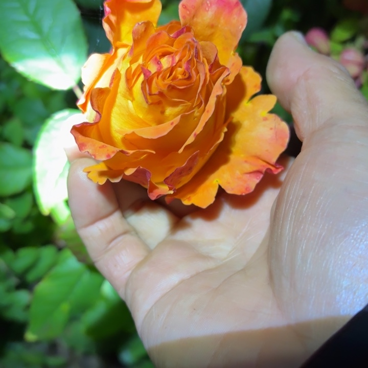 无花朵迪亚斯之火小苗