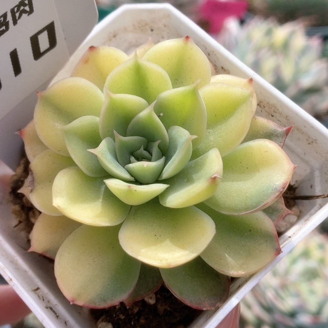 C010武仙座锦锦锦锦锦