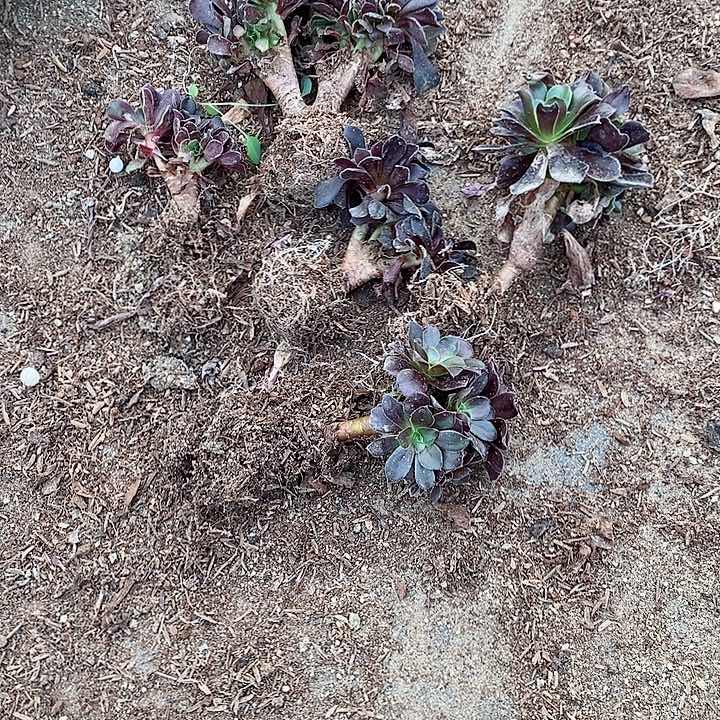 李*憨3个缀化2个小群生10元包邮