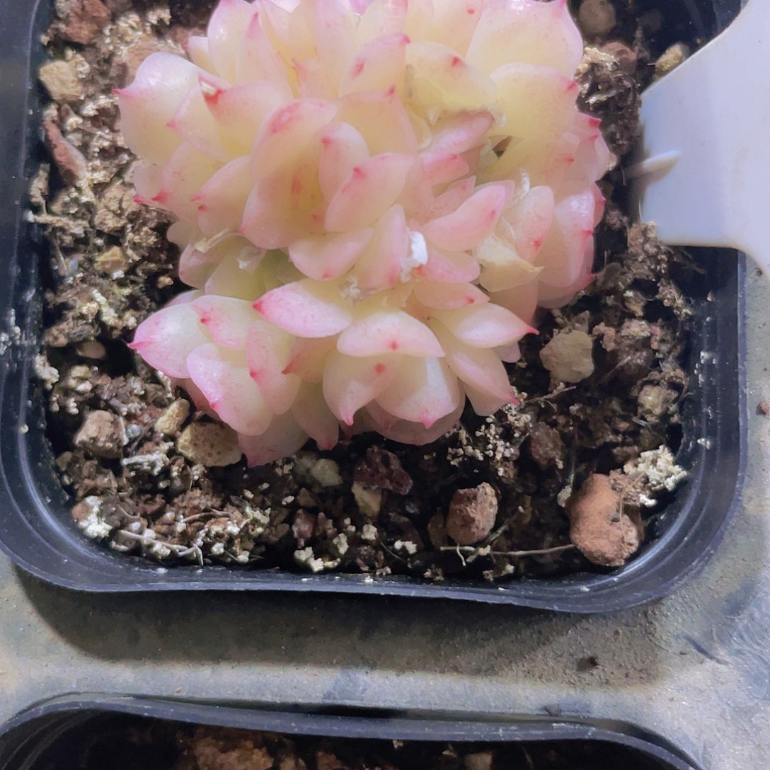 ?**愿爱杜丽儿e012一物一拍