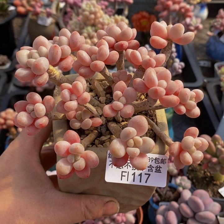 鱼子酱老桩117多肉植物