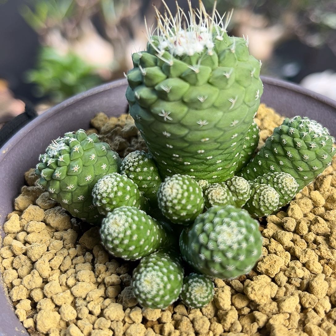 菊水群Zzzzzzzzzzzzz