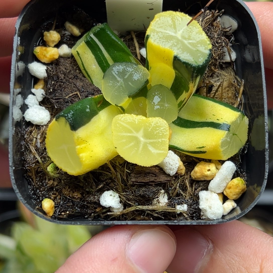 119玉龙万象锦  根不多