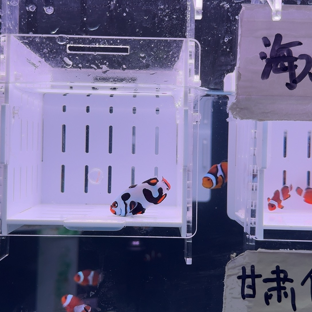 海水鱼4+黑卡鬼婆达芬奇一条