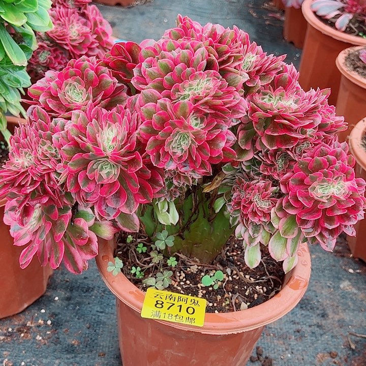 女郎缀8710多肉植物大战