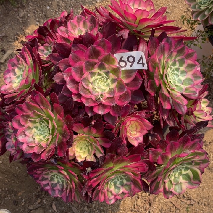 694多肉植物天和