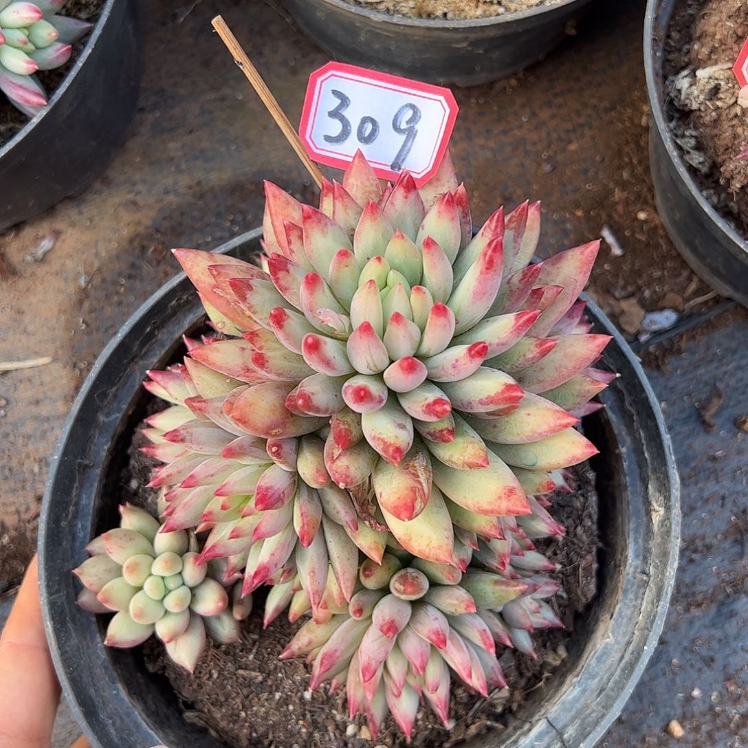 309号虞美人，一物一拍