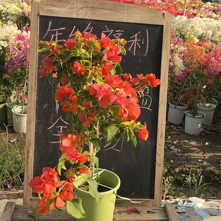 完全开放三角梅橙色精彩