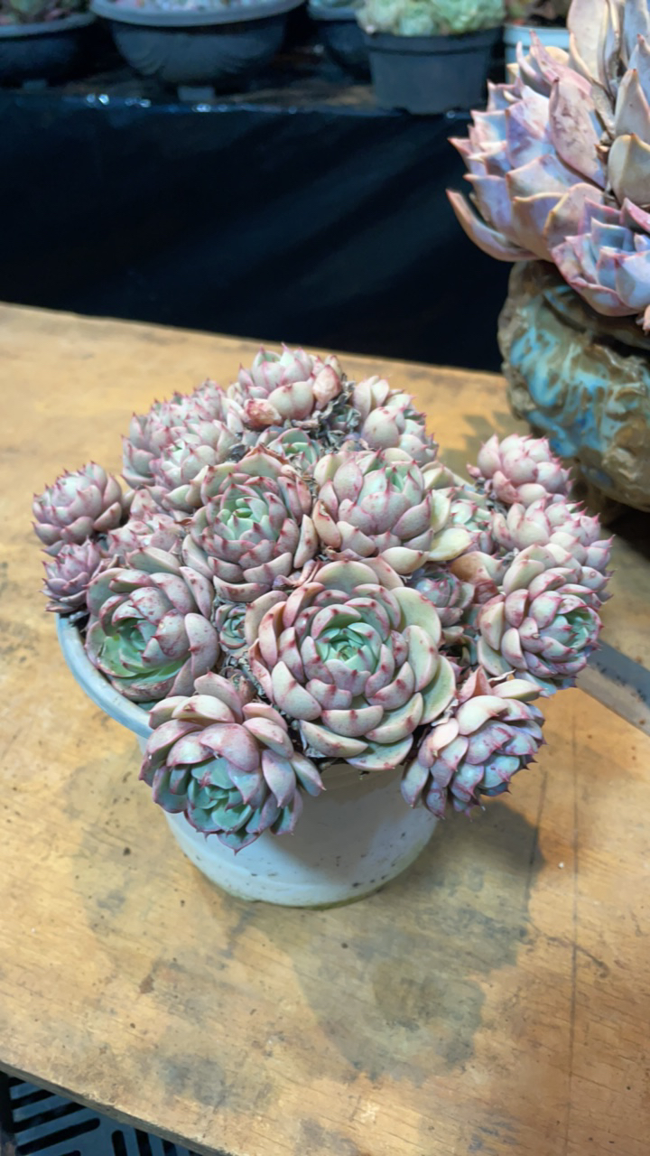 一花一世界多肉笨吧福利，福利款整群掉叶多肉盆栽叶片问题不售后