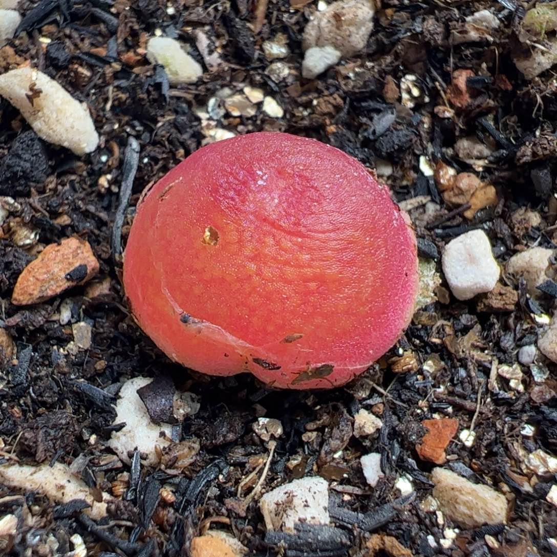 758多肉植物百科