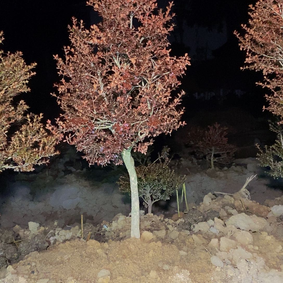 田***林安徽天柱山珍珠黄杨