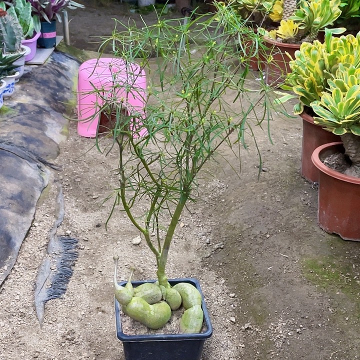 讯***技完全开放柳叶麒麟