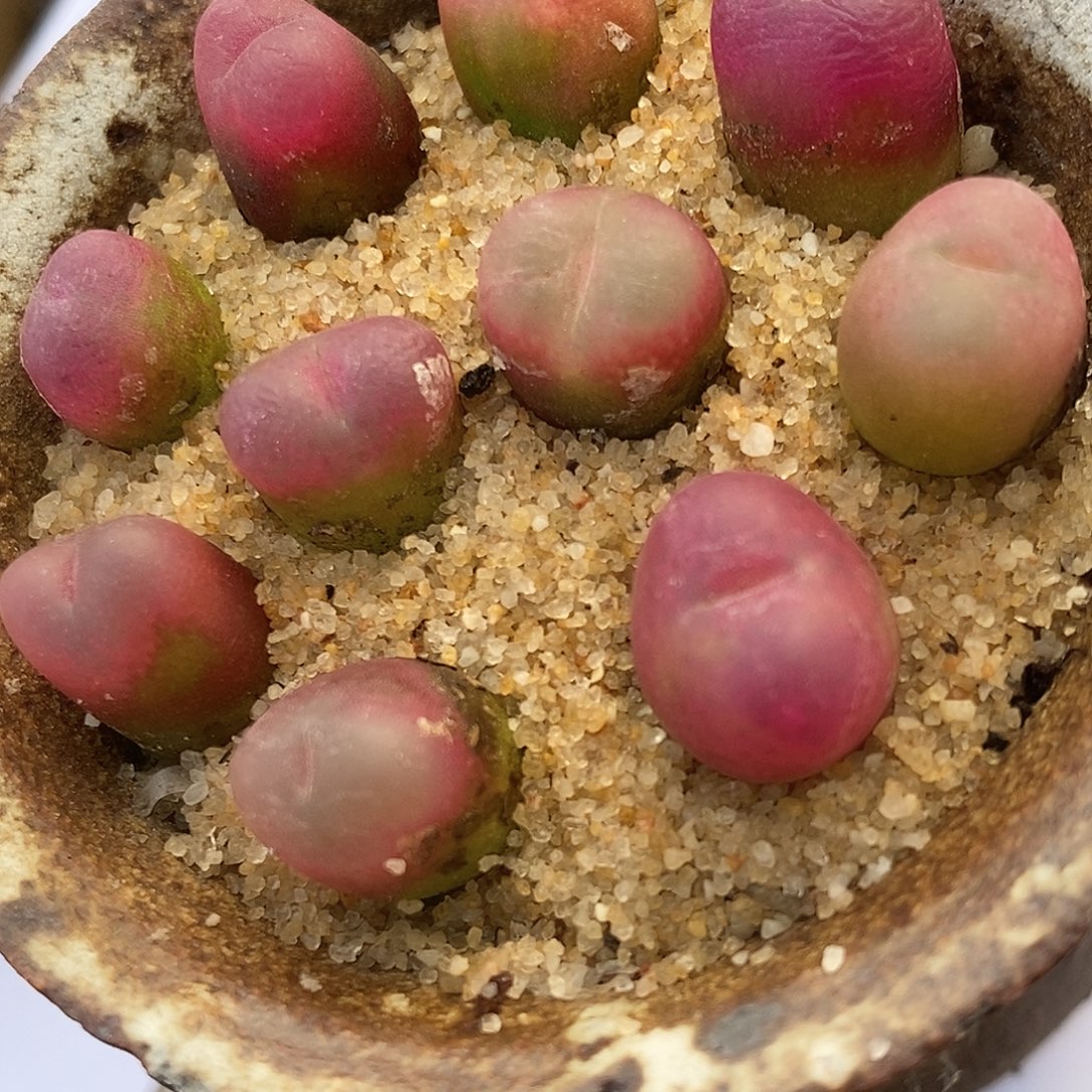 1884小吕毛一组。      