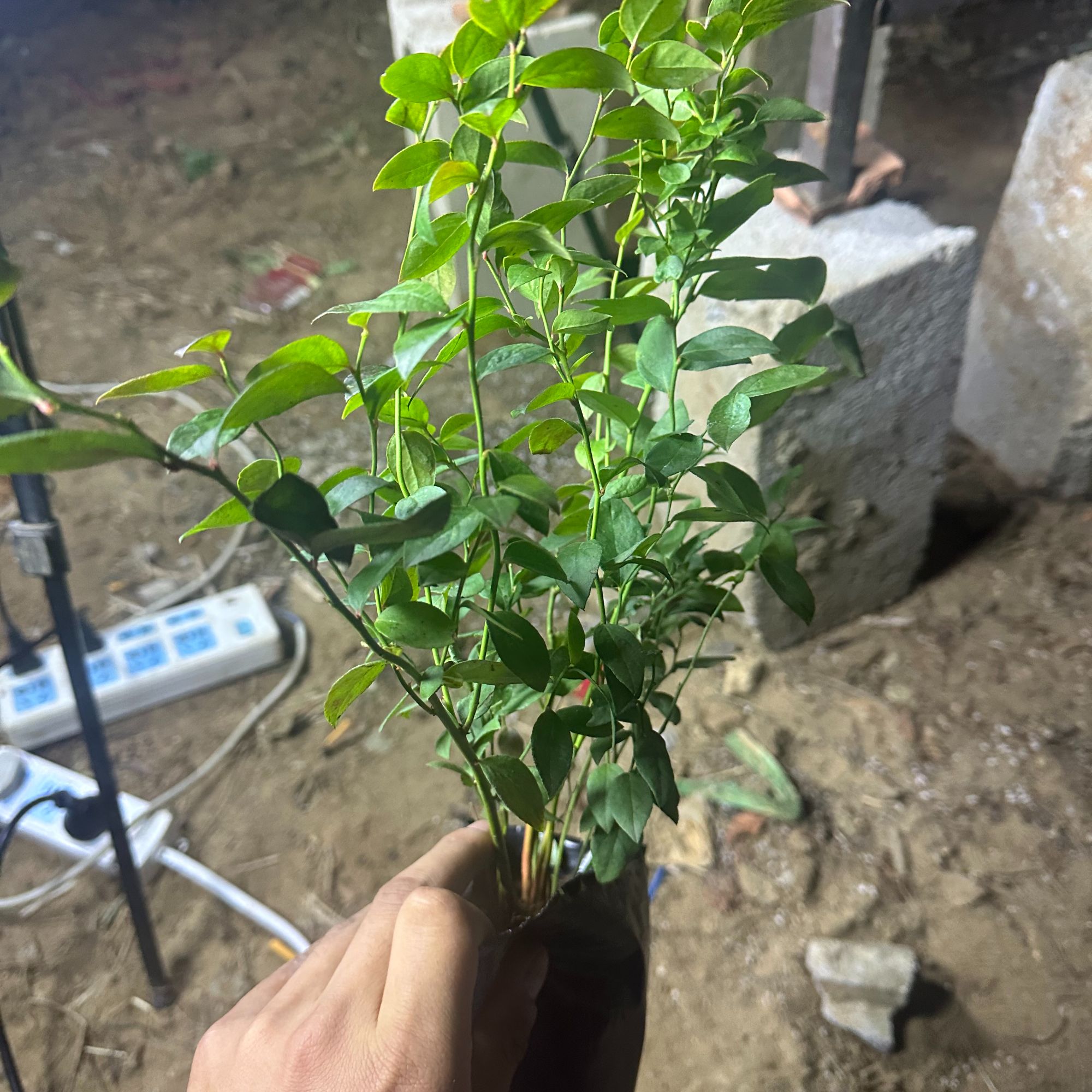 【品种齐全】   大果脆甜 盆栽地栽南北方种植