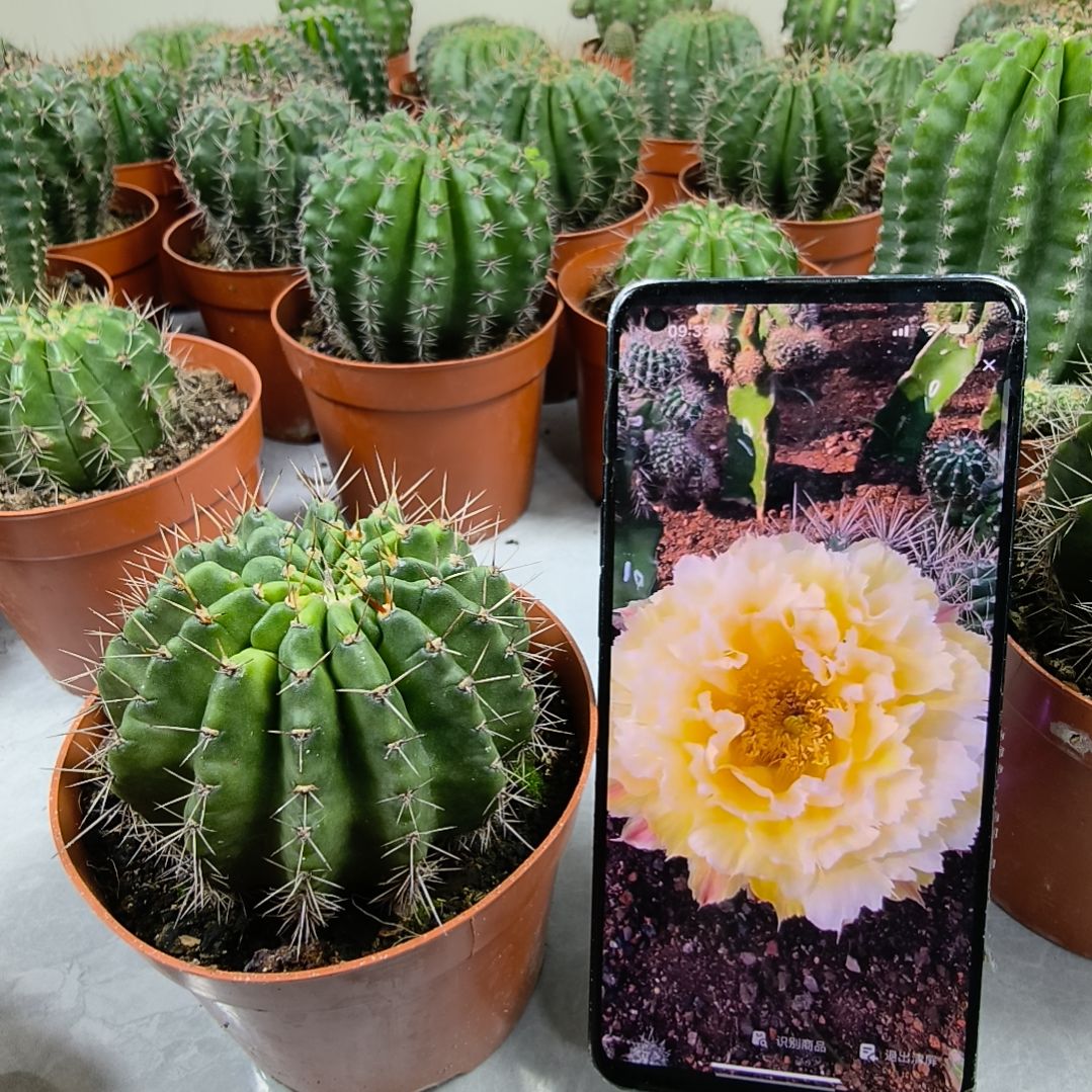 自根羽毛10号带盆土发货（7cm）