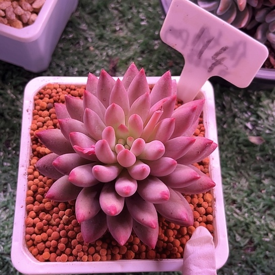 我是第一百个为妖刀应援滴打