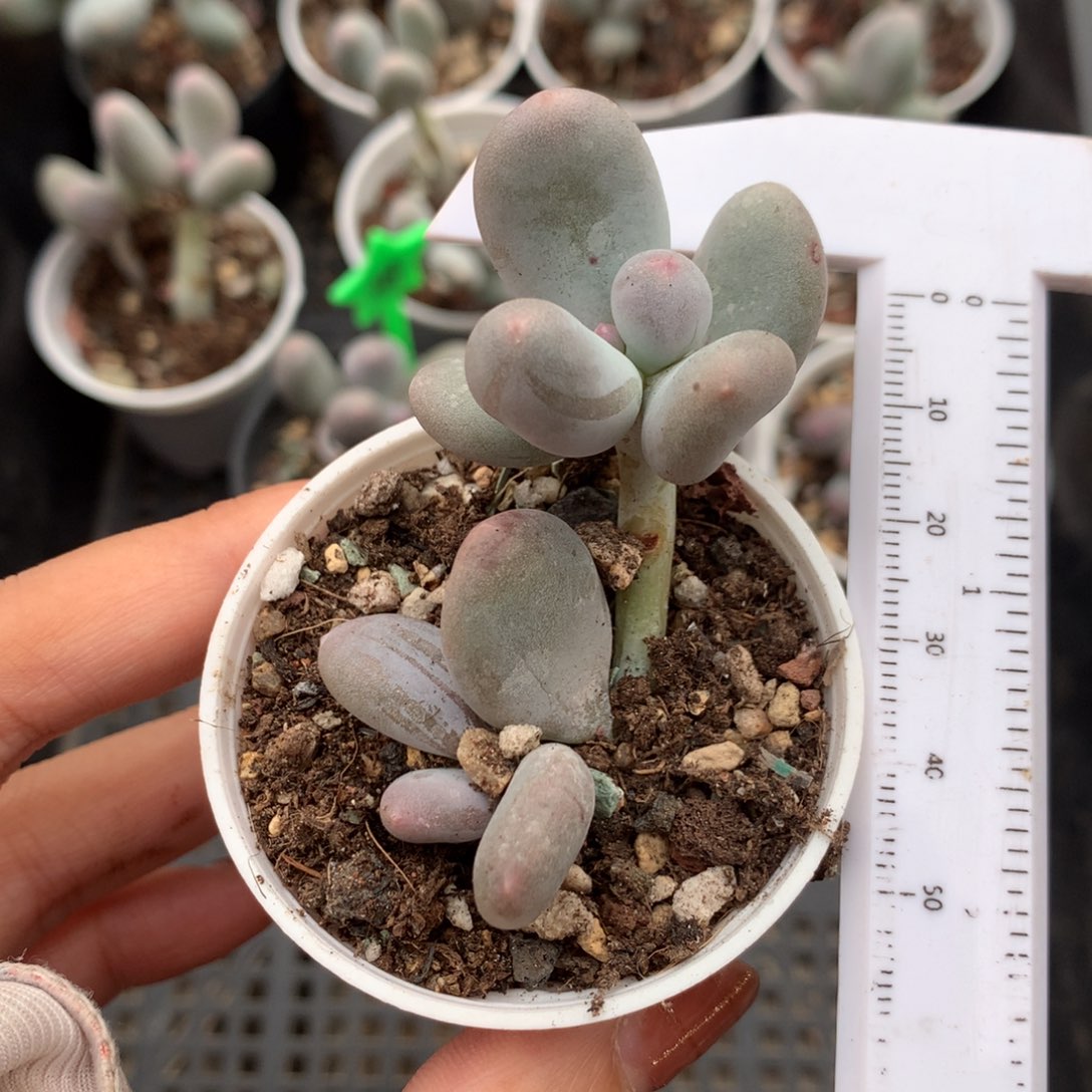 米可奶 精品韩国奶酪多肉