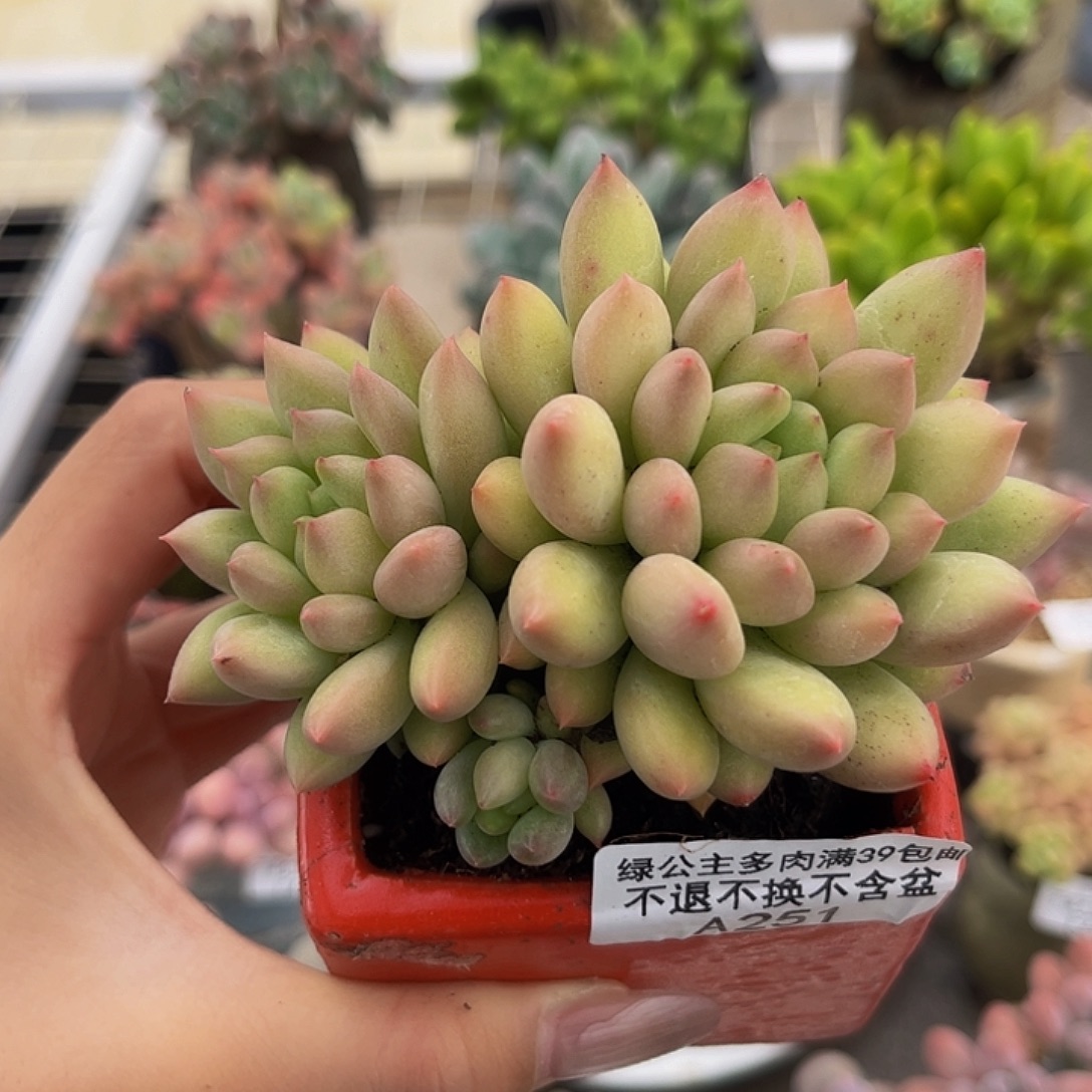 251-虞美人多肉7cm