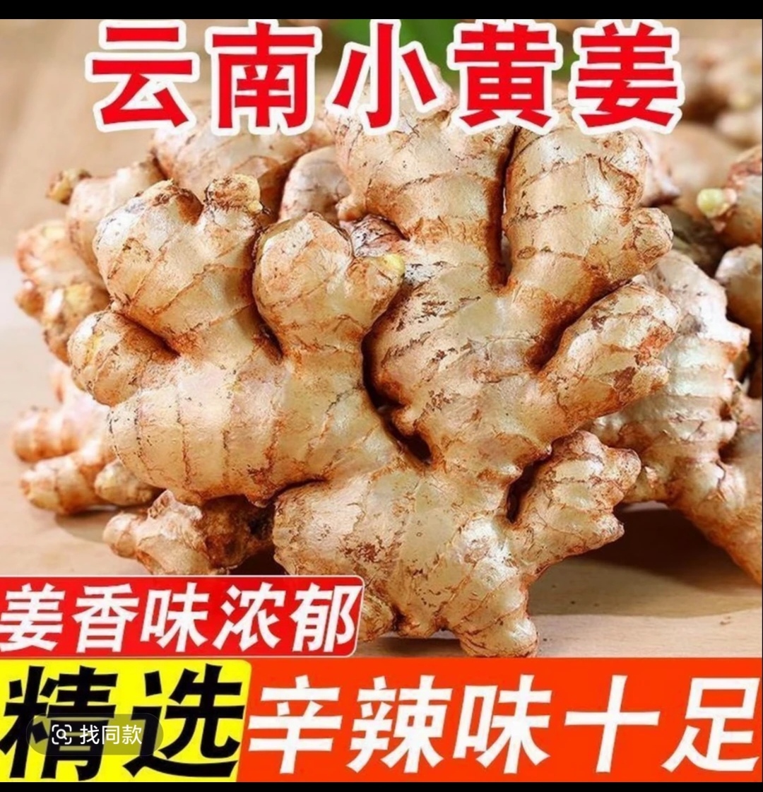 云南小黄姜山地种植香味浓郁辛辣中2025今年现挖现发