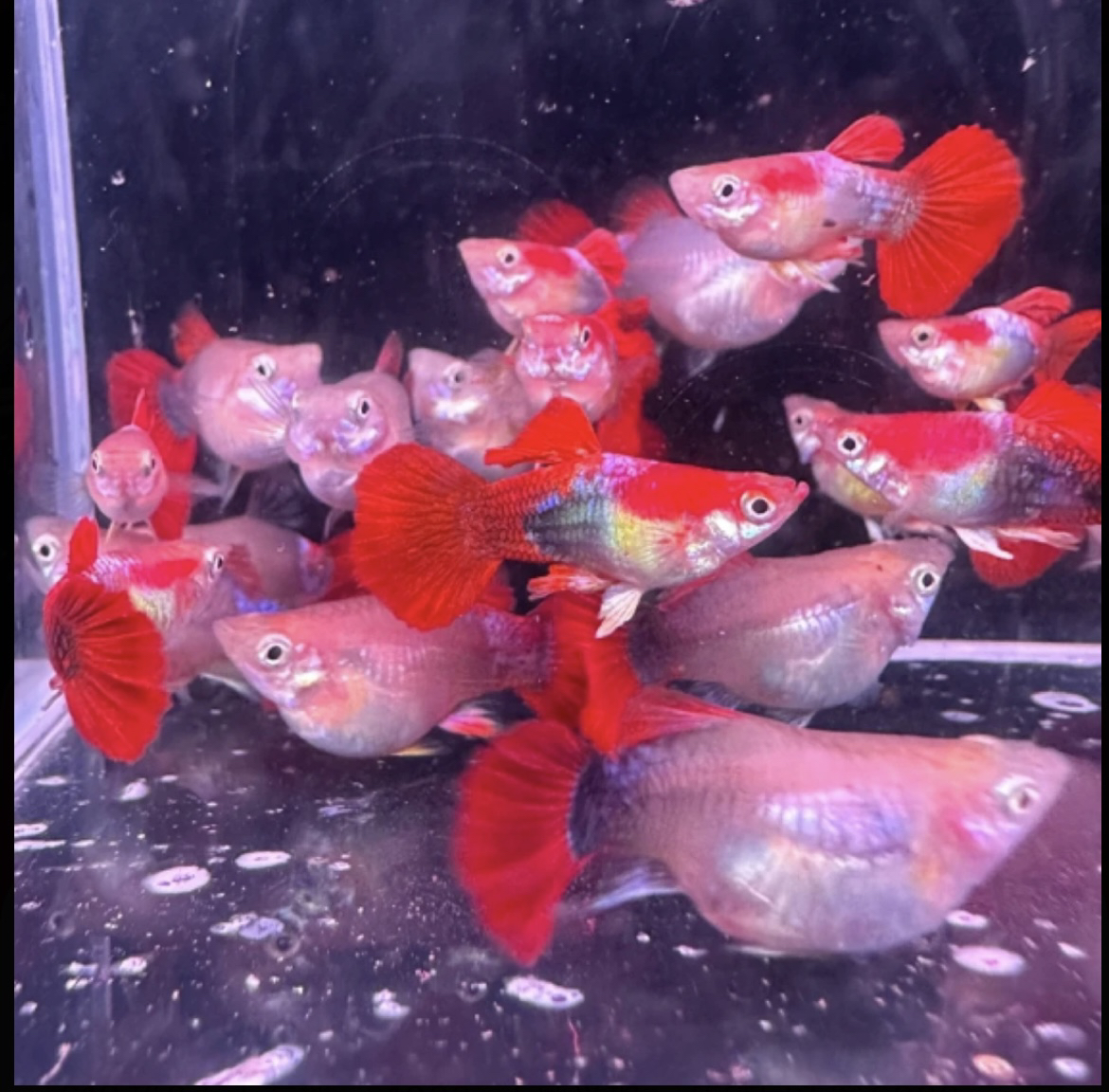 高品质茶壶体短体黄爆球种鱼