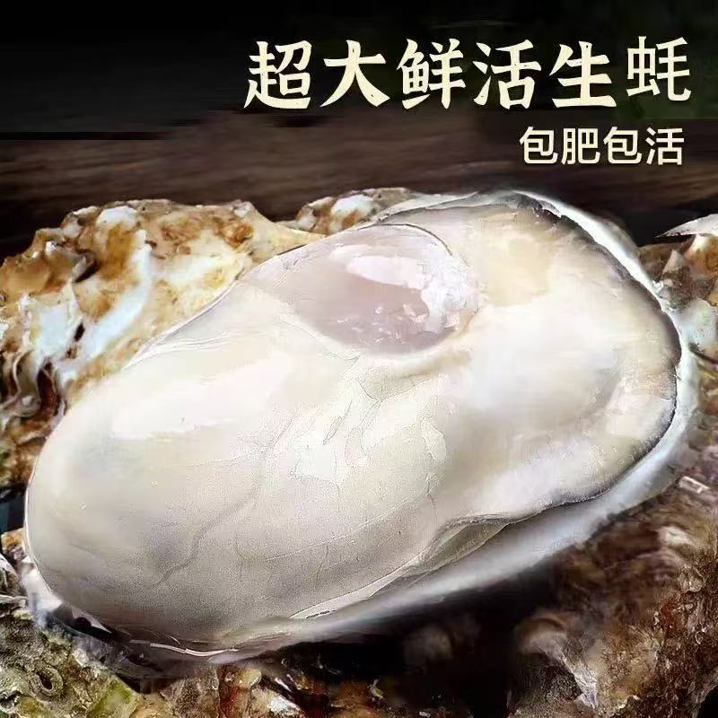正宗鲜活乳山生蚝免洗蚝刺身级保肥保活不缩水 8-5斤