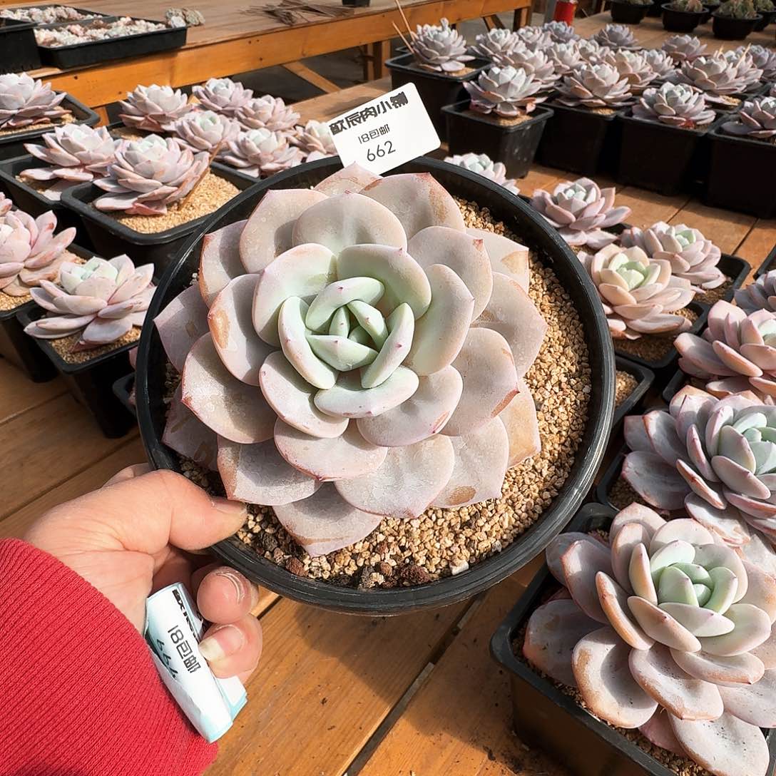 多肉植物奶茶单头662