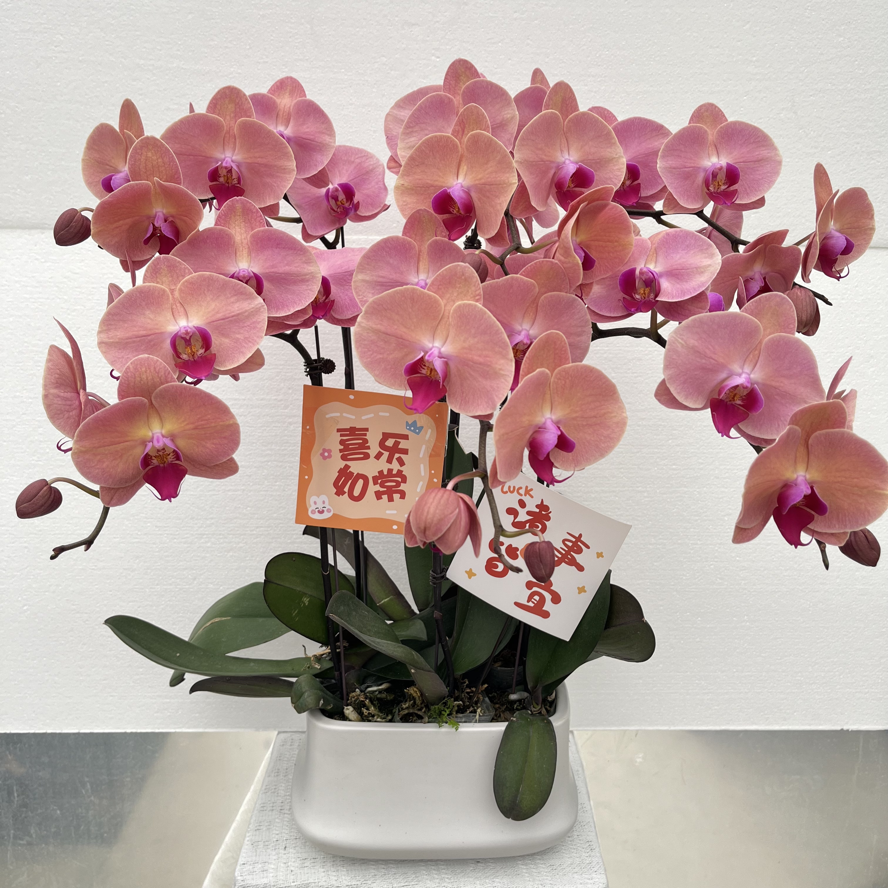 兰馨【欣欣向荣】 蝴蝶兰盆栽  室内花卉 花期长 好养活植株