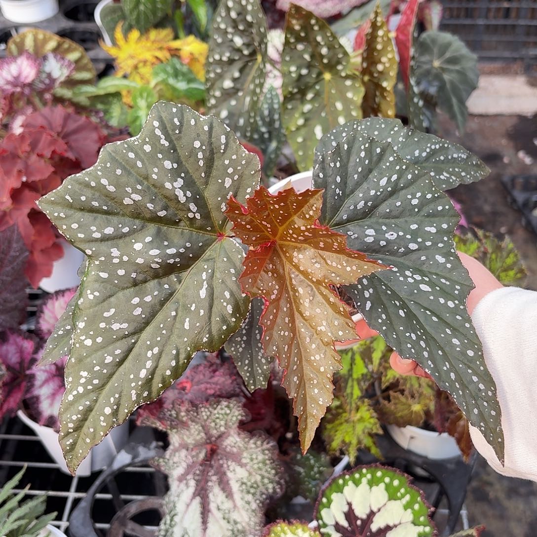 完全开放繁星秋海棠