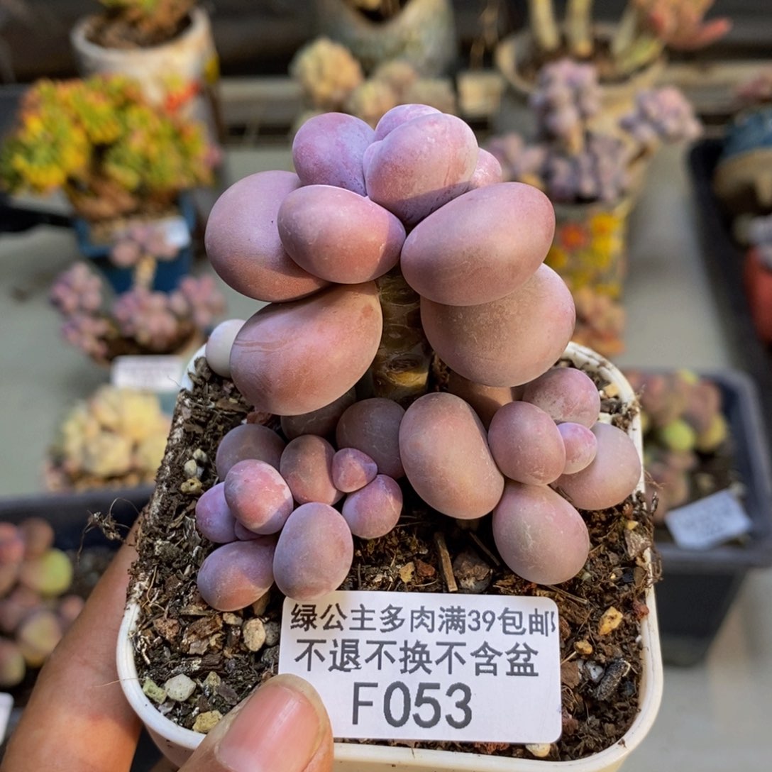 053橙雪球多肉7cm