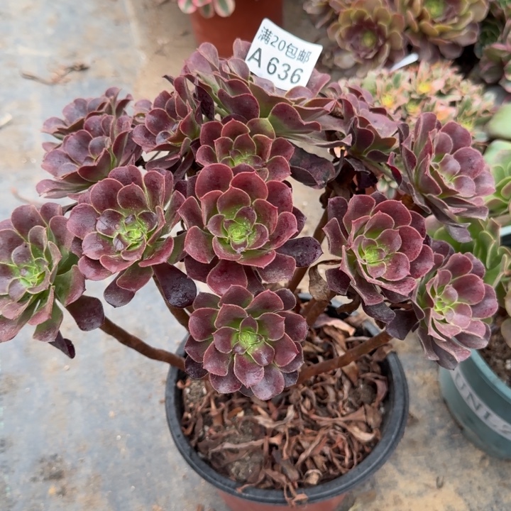 满20包邮，636欧紫大老桩