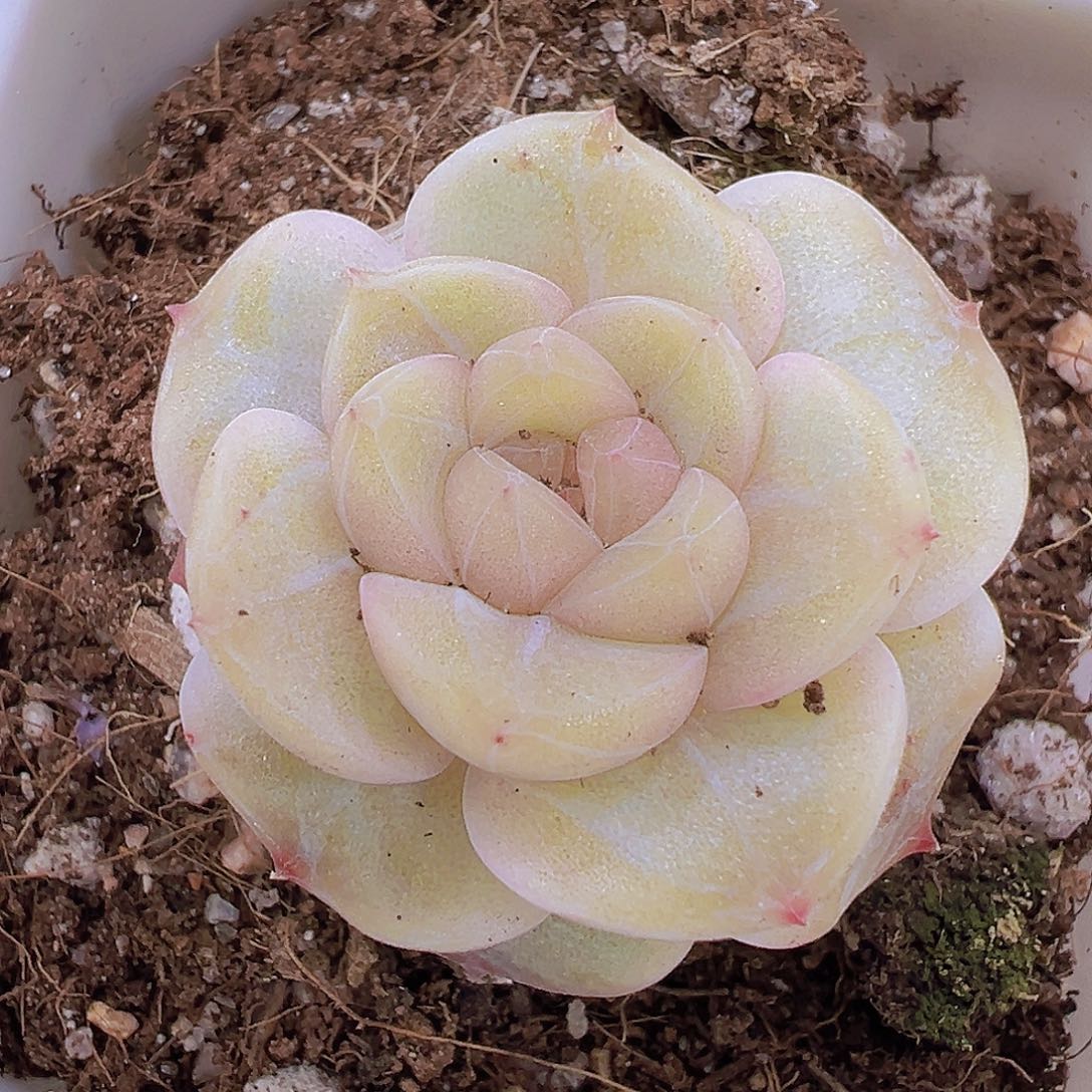 玉盏3厘米19包邮多肉植物