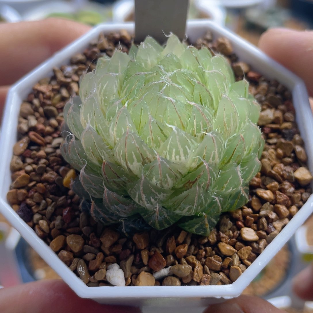 12.十二卷多肉翠云玉露锦。    